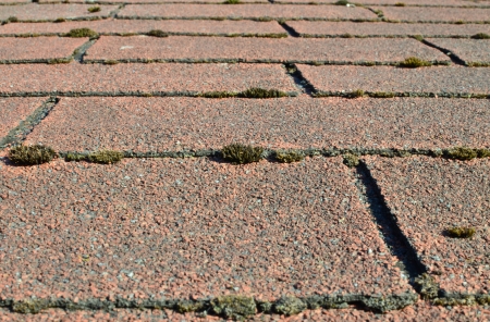 Removing Moss and Algae From Your Roof