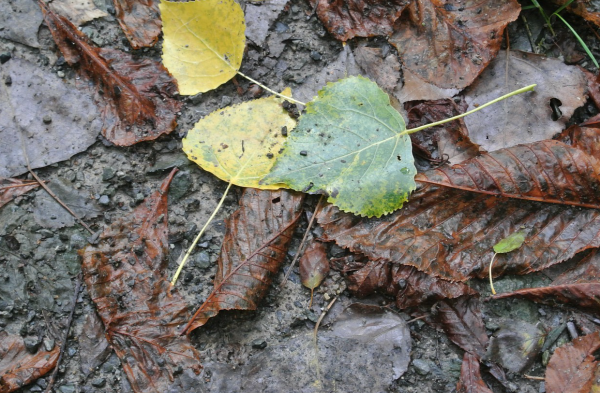 Red Bank Gutter Repair – Beat the Guard!