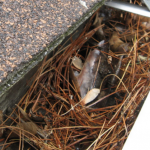 NJ Gutters | NJ Gutter Repair