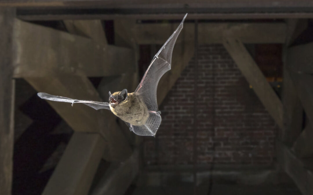 Animals That Can Ruin your Roof  Bergen County