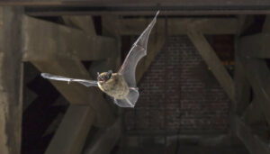 Animals That Can Ruin your Roof Bergen County