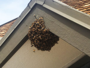 Insects that can destroy your roof