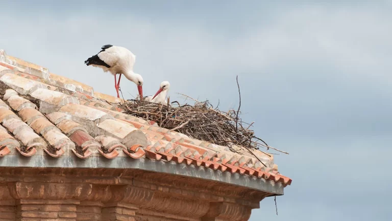 Bergen County Stop Nesting on the Roof