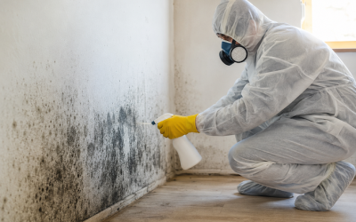 Mold Remediation in Bergen County: Tips for Finding the Best Service