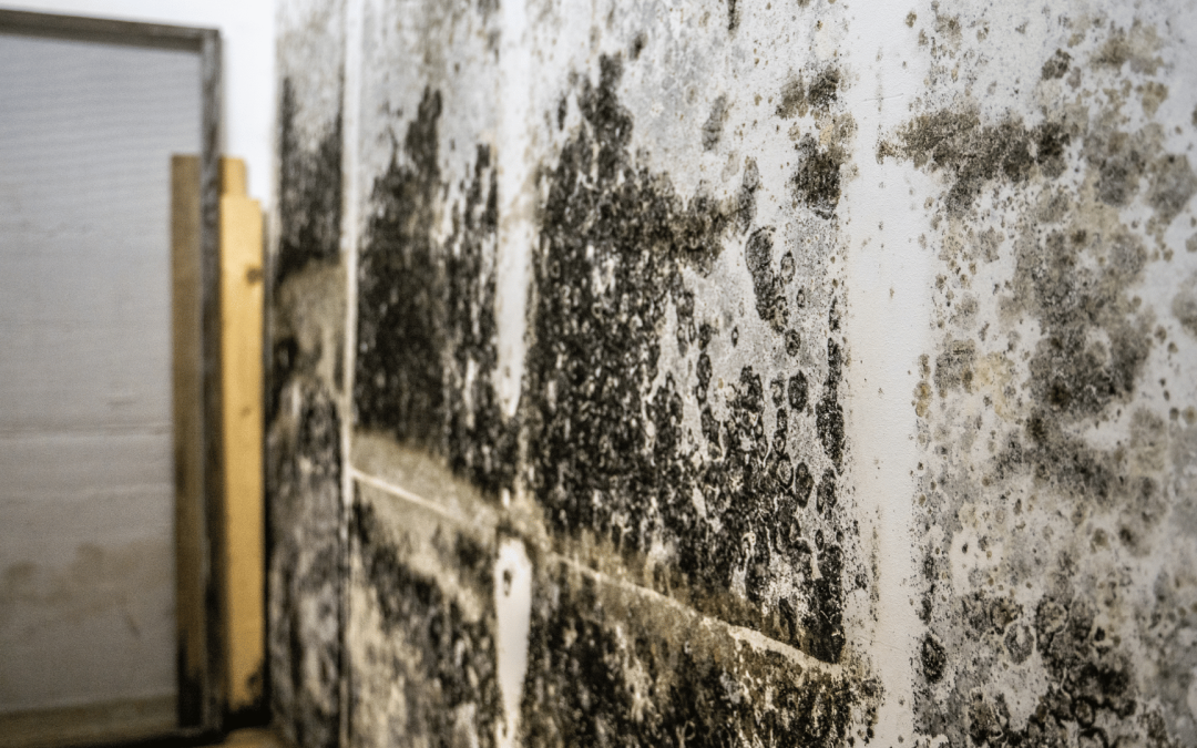 Mold Remediation