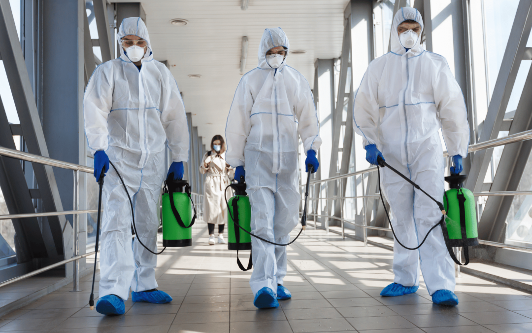 Mold Removal Company