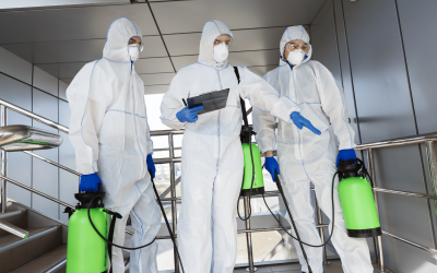 Choosing the Best Mold Removal Company in Scotch Plains